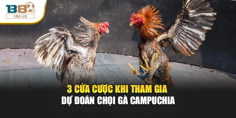 3 cửa cược khi tham gia dự đoán chọi gà Campuchia