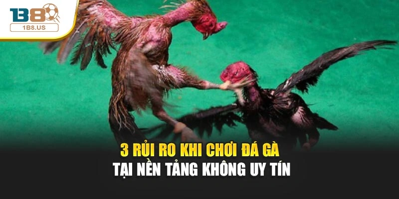 3 rủi ro khi chơi đá gà tại nền tảng không uy tín