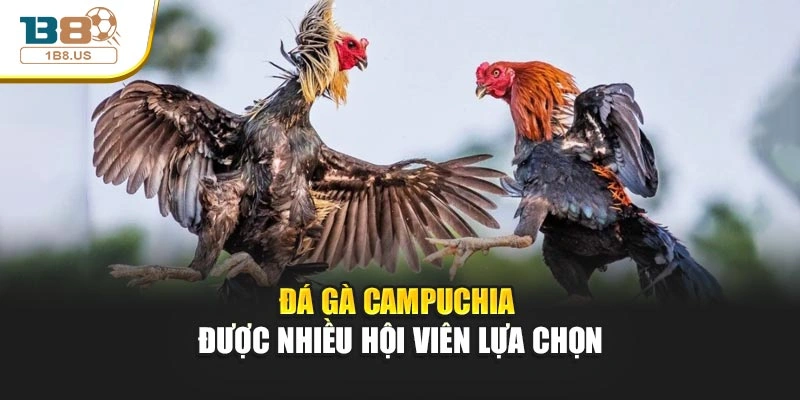 Đá gà Campuchia đực nhiều hội viên lựa chọn