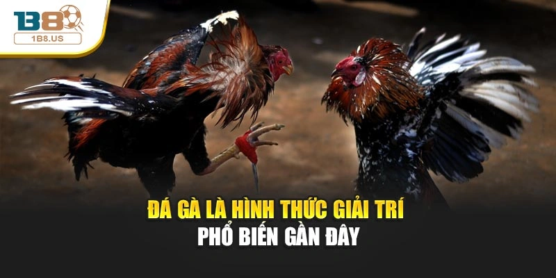 Đá gà là hình thức giải trí phổ biến gần đây