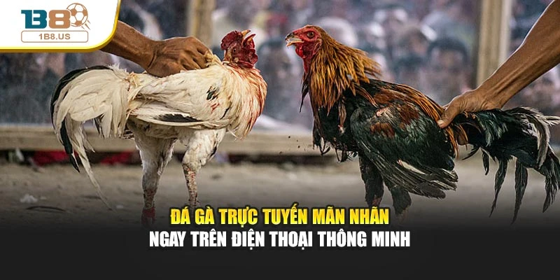 Đá Gà Trực Tuyến Mãn Nhãn Ngay Trên Điện Thoại Thông Minh