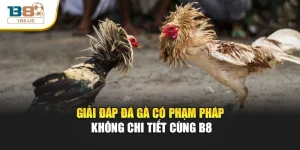 Giải Đáp Đá Gà Có Phạm Pháp Không Chi Tiết Cùng B8