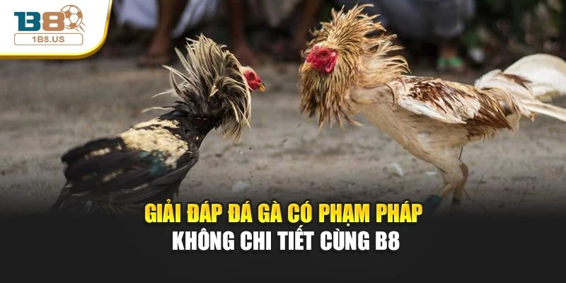 Giải Đáp Đá Gà Có Phạm Pháp Không Chi Tiết Cùng B8