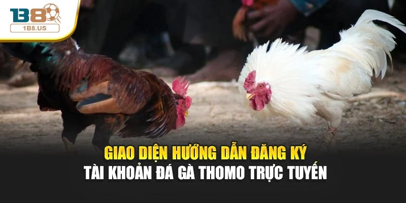 Giao diện hướng dẫn đăng ký tài khoản đá gà Thomo trực tuyến
