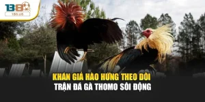                       Khán giả hào hứng theo dõi trận đá gà Thomo sôi động