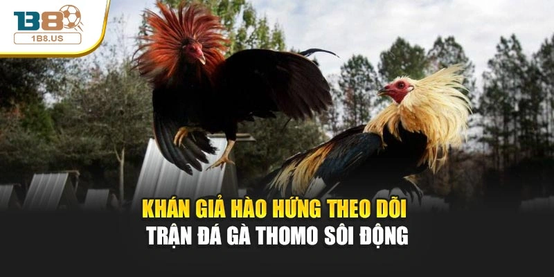 Khán giả hào hứng theo dõi trận đá gà Thomo sôi động