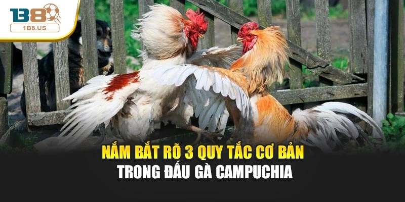 Nắm bắt rõ 3 quy tắc cơ bản trong đấu gà Campuchia
