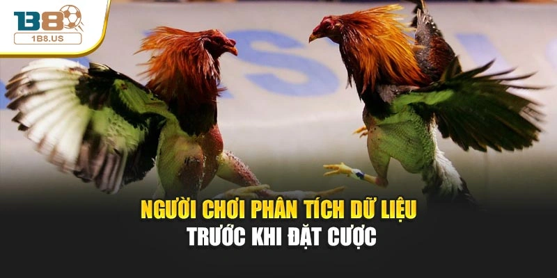 Người chơi phân tích dữ liệu trước khi đặt cược
