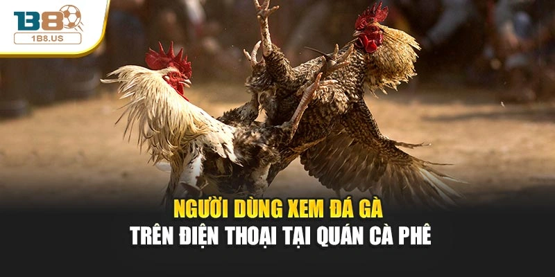 Người dùng xem đá gà trên điện thoại tại quán cà phê