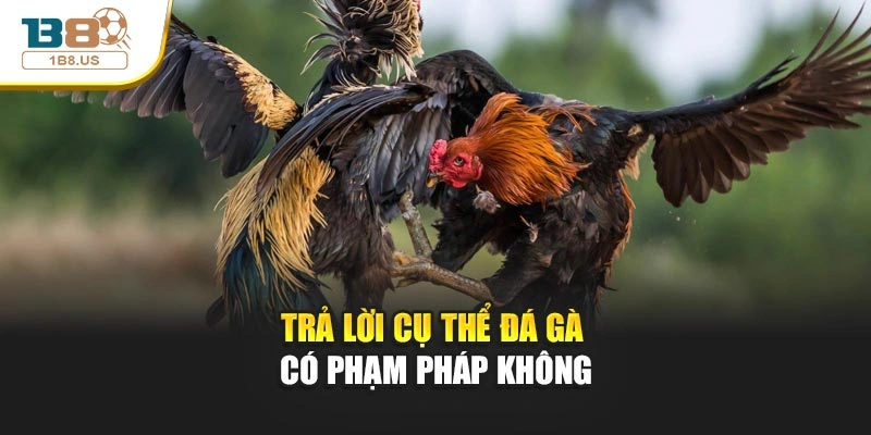 Trả lời cụ thể đá gà có phạm pháp không